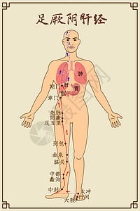 肺足厥阴肝经及穴位插画