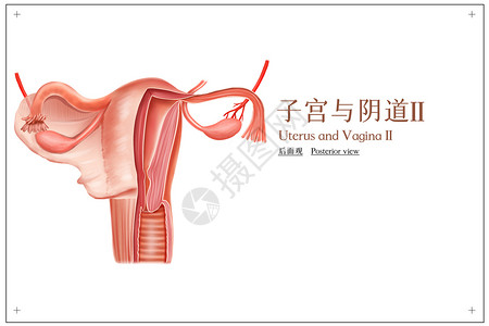 神经传递子宫与阴道后面观医疗插画插画