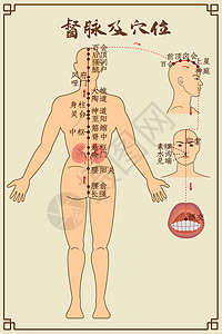 人体养生督脉及穴位中医经络图插画