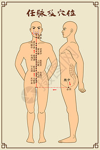 人体养生任脉及穴位中医经络图插画