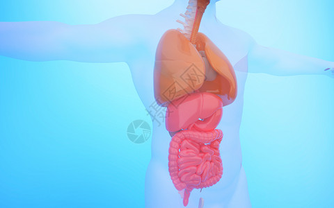 肺片人体消化系统设计图片