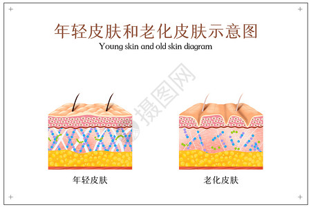 美容抗衰除皱年轻皮肤和老化皮肤示意图插画