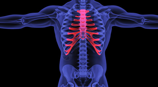 人体胸骨场景骨骼高清图片素材