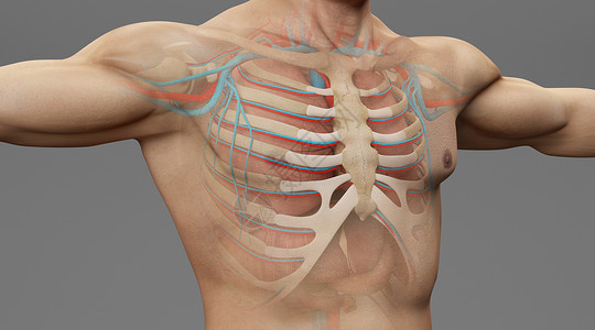 人体胸骨场景医学高清图片素材