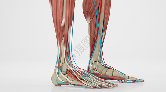 足部结构人类肌肉高清图片