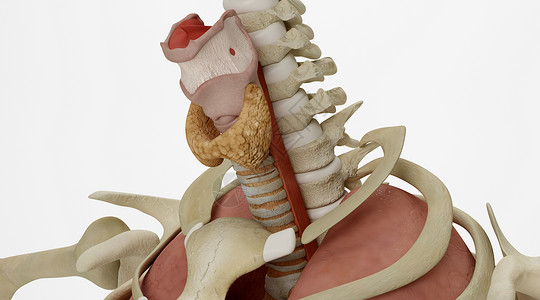神经内分泌甲状腺场景设计图片