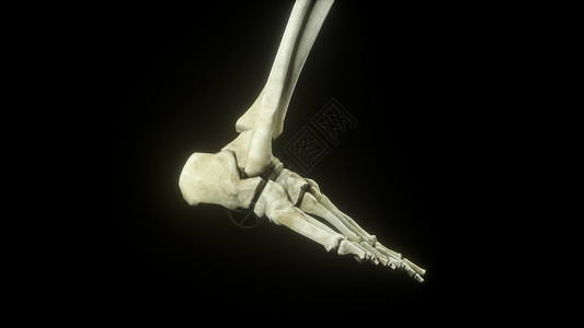 足部骨骼3D足部场景设计图片