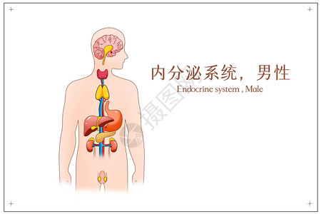 男性人体内分泌循环系统男性医疗插画插画