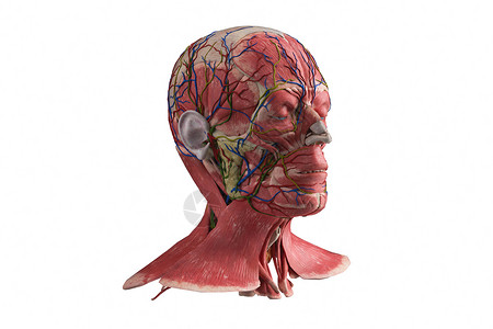 3D人体模型侧面背景图片