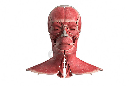 3D人体头部肌肉图片