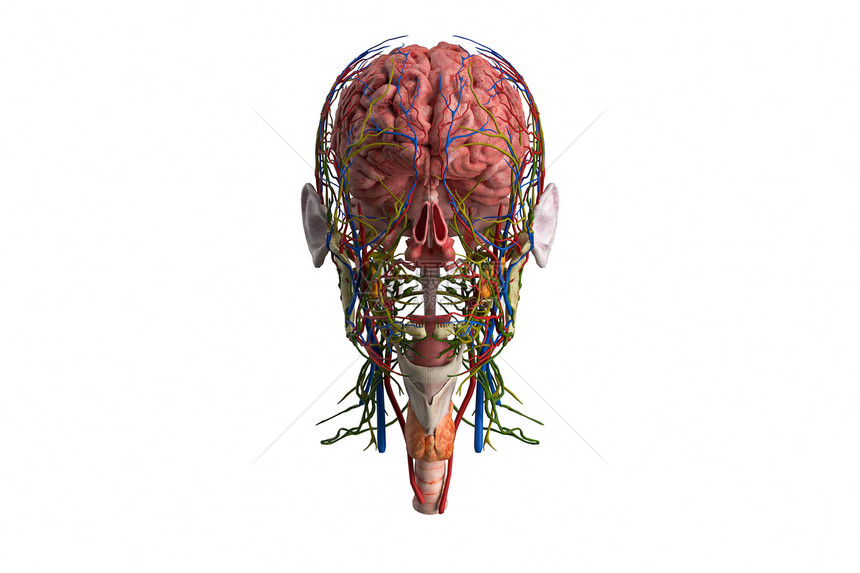 3D人体模型大脑图片