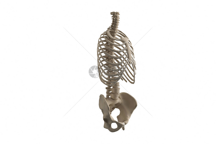 人体躯干骨架模型图片