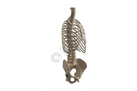 人体躯干骨架模型人体结构高清图片素材