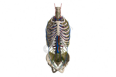 3D人体血管骨骼模型图片