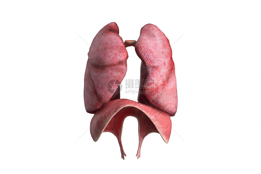 3D肺部模型图片