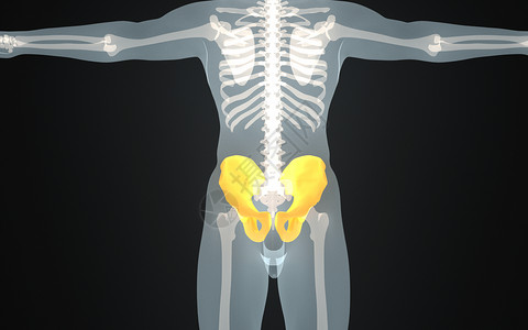 人体盆骨结构高清图片