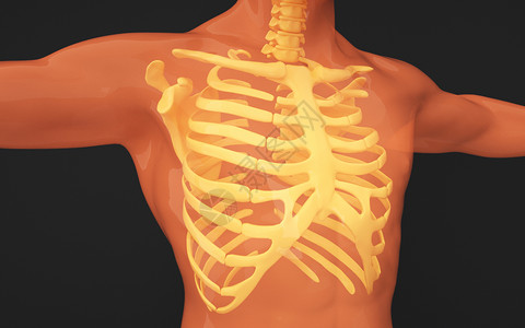 人体胸骨图片胸骨柄高清图片素材