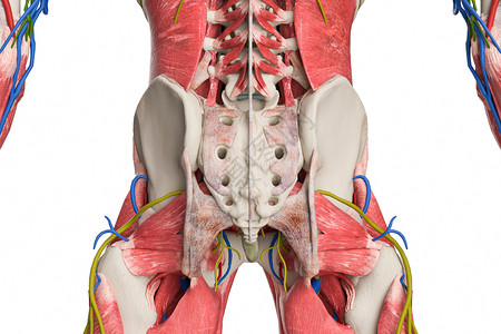 骨盆后视3D髂骨高清图片