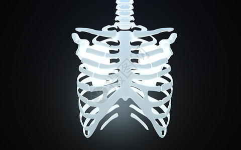 人体胸腔骨骼模型图片