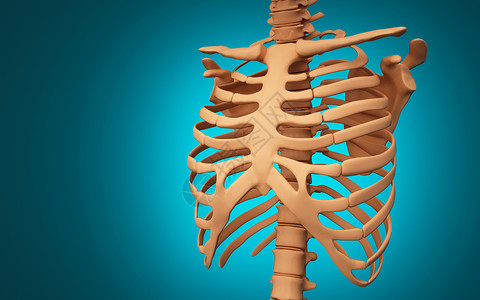人体胸骨结构骨骼高清图片素材