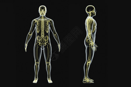 人体结构X光医学高清图片素材