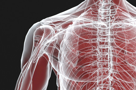 人体骨骼结构X光胸骨高清图片素材