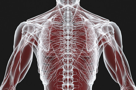 人体结构X光透视高清图片素材