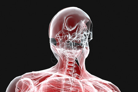 3D人体头骨X光人体结构高清图片素材