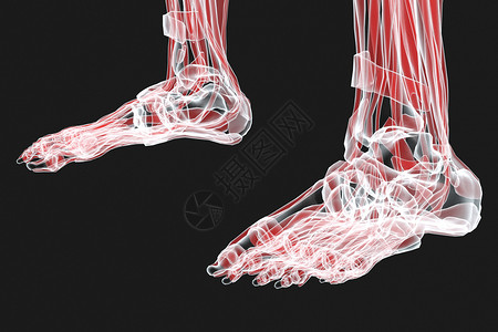 人体足骨X光高清图片