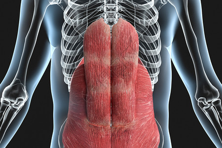 二腹肌人体腹部肌肉X光设计图片