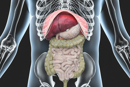 人体内脏X光背景图片