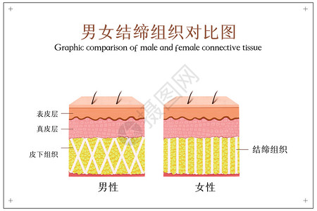 男女健康男女结缔组织对比图插画