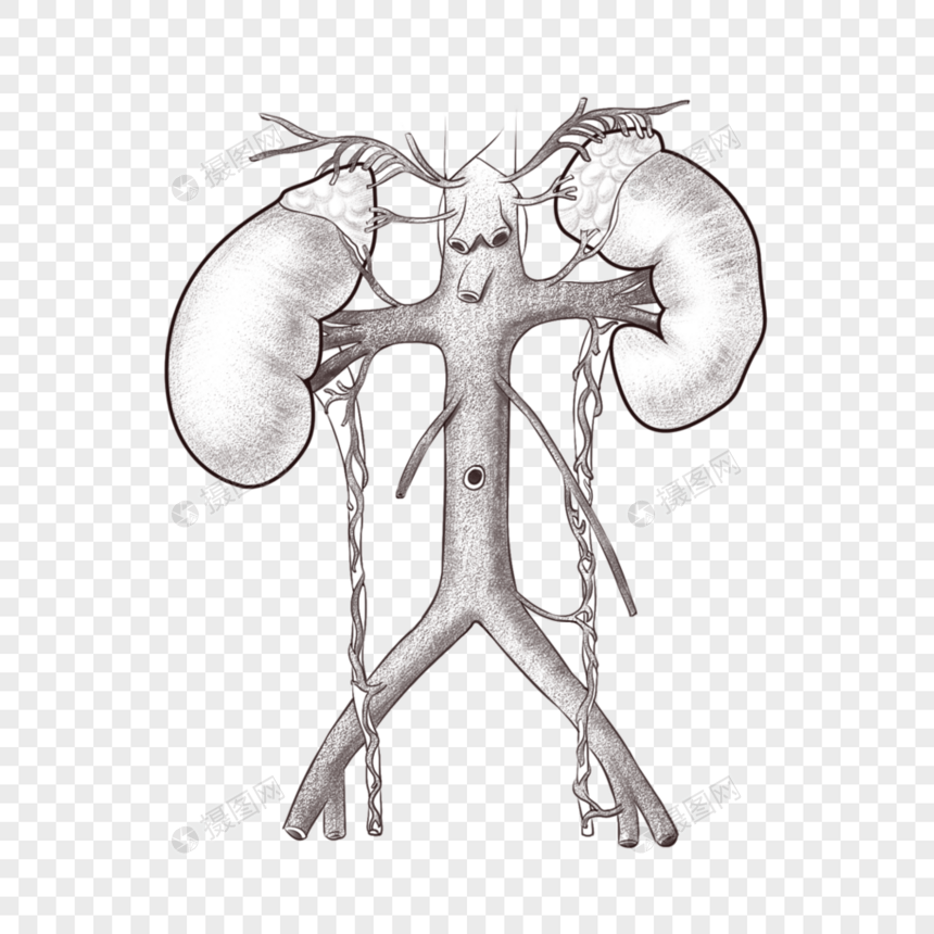 肾上腺图片