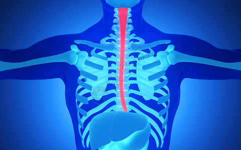 人体食道人体模型高清图片素材