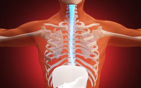 人体食道医学高清图片素材