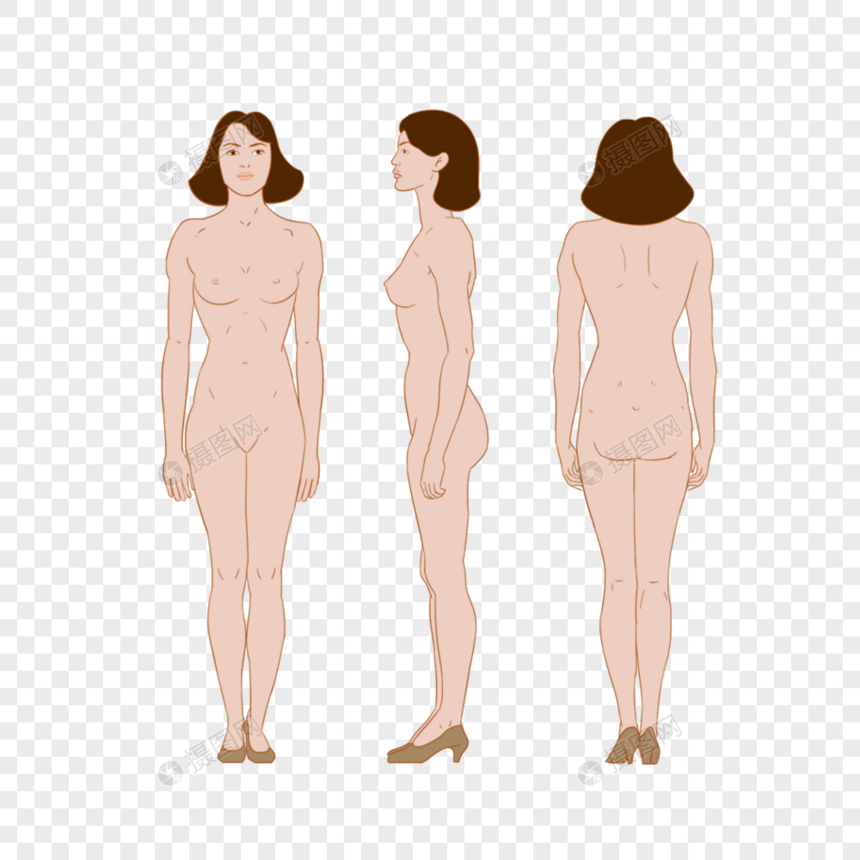 女人人体三视图图片