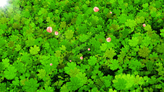 室内背景木纹4K唯美的四叶草花海背景素材GIF高清图片