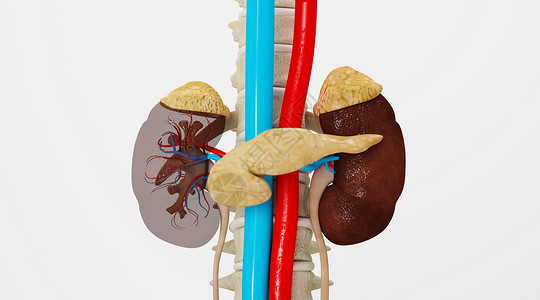 内分泌失调肾脏场景设计图片
