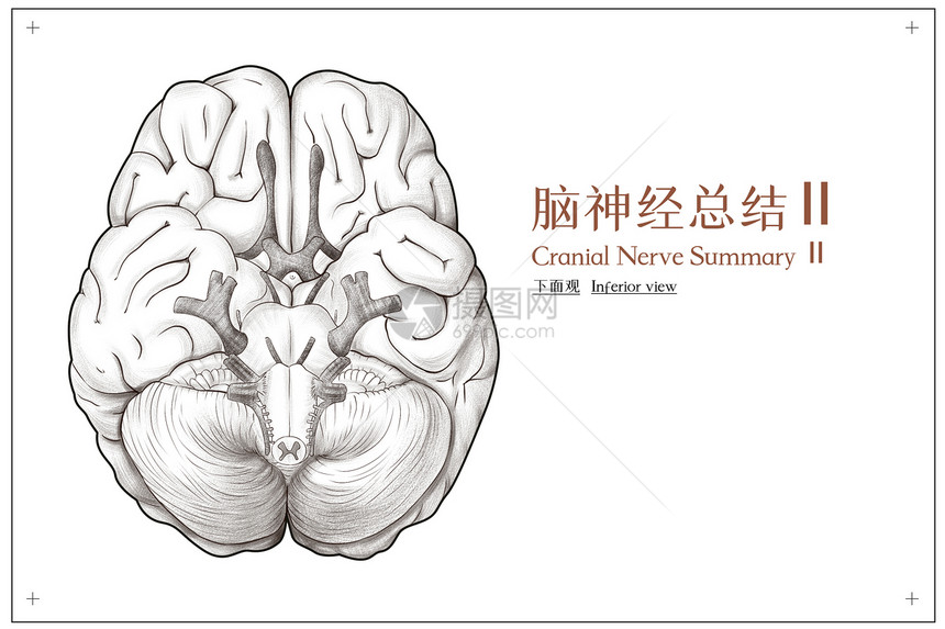 脑神经总结底面观医疗插画图片