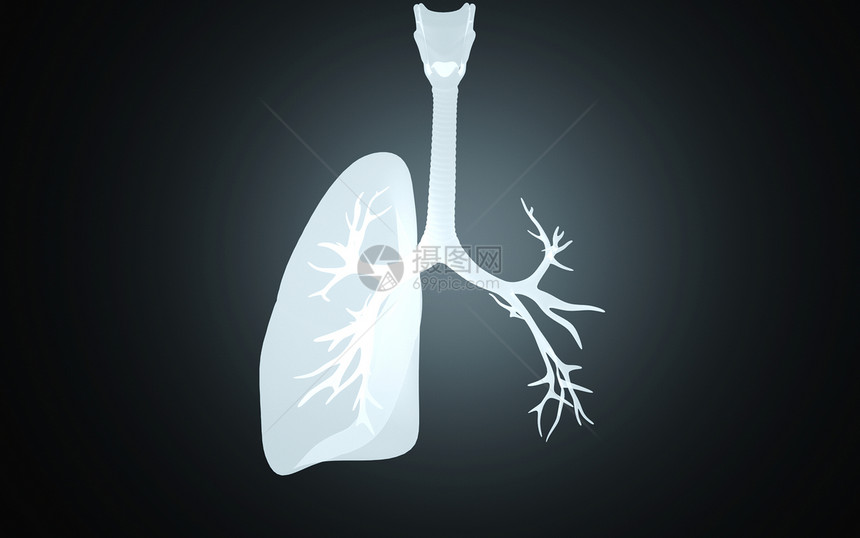 人体肺部模型图片