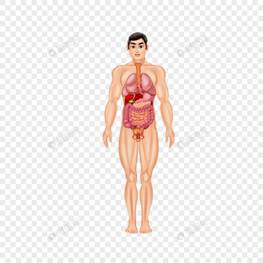 男人人体器官结构图片