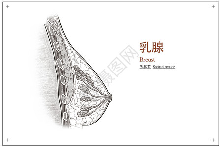 乳房结构乳腺失状节医疗插画插画