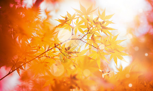 秋天的枫叶枝秋天背景设计图片