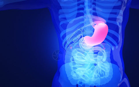 人体胃部器官背景图片