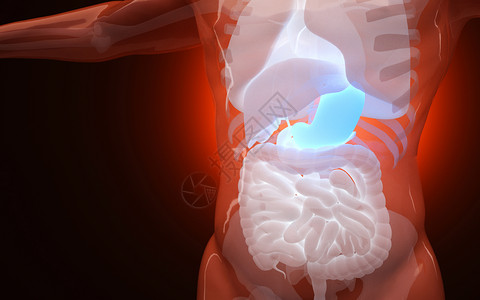 马肠子人体消化系统设计图片