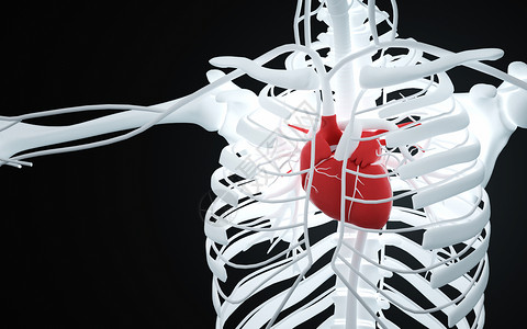 人体心脏结构图片