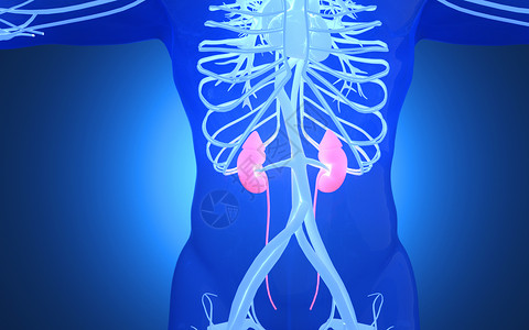 人体肾脏器官骨架高清图片素材