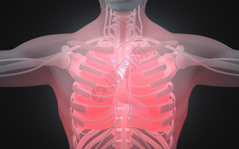 人体内脏结构人体肺结构设计图片