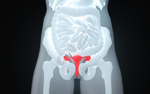 内脏结构卵巢结构设计图片