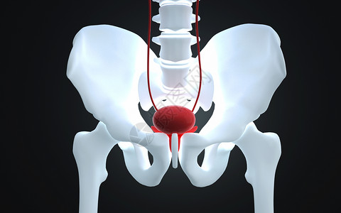 前列腺炎人体膀胱结构设计图片